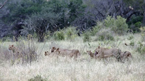 Lew Dzikiego Życia Savanna Kenijski Park Narodowy — Zdjęcie stockowe