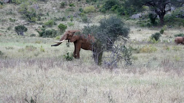Kenya Ulusal park vahşi yaşam filler