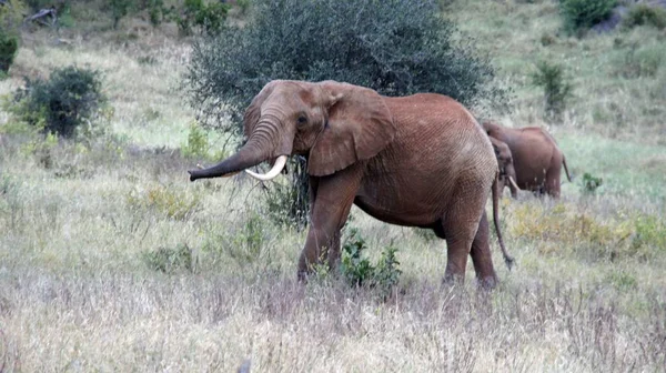 Elefantes Vivos Selvagens Parque Nacional Queniano — Fotografia de Stock