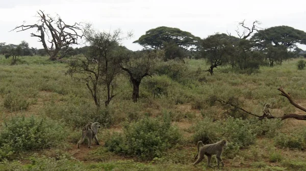 Dziki Życia Pawiana Savanna Kenijski Park Narodowy — Zdjęcie stockowe