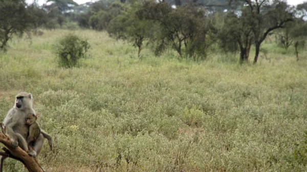 Kenya Ulusal Parkı savana vahşi yaşam maymun