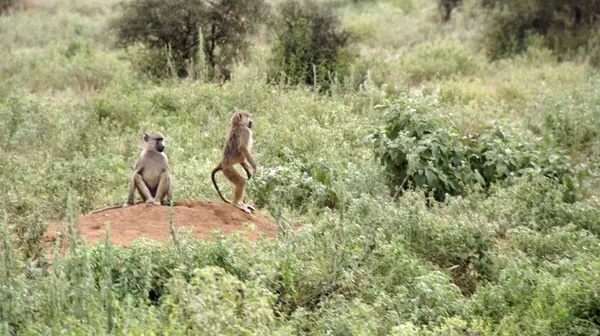 Babbuino Selvatico Vivente Nella Savana Del Parco Nazionale Keniota — Foto Stock