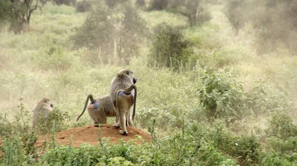 Kenya Ulusal Parkı savana vahşi yaşam maymun