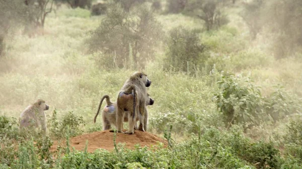Kenya Ulusal Parkı savana vahşi yaşam maymun