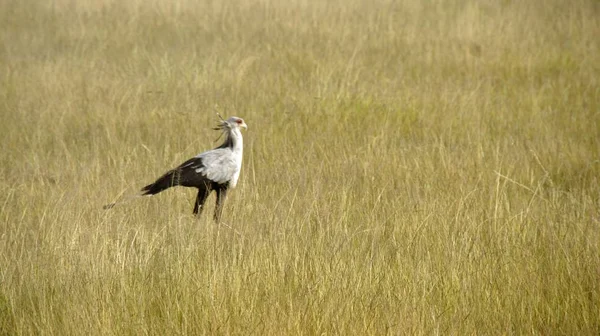 Kenya Ulusal Parkı ova secretarybird