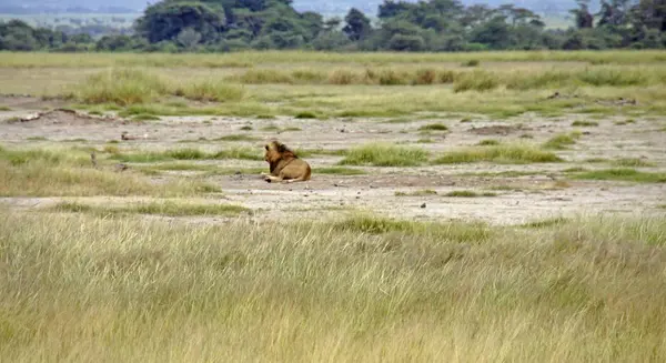 Lion Vivant Sauvage Dans Savane Parc National Kenyan — Photo