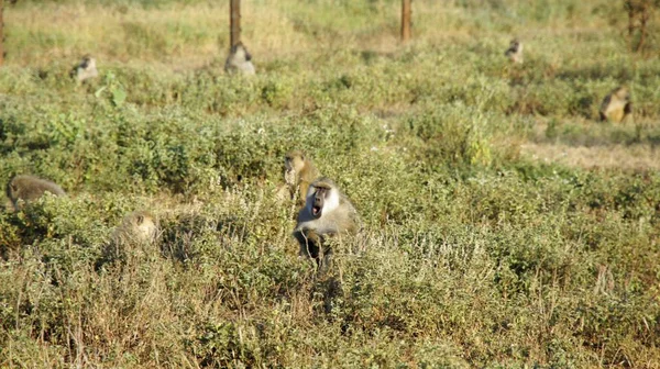 Babouin Vivant Sauvage Dans Savane Parc National Kenyan — Photo