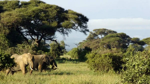 Kenya Ulusal park vahşi yaşam filler