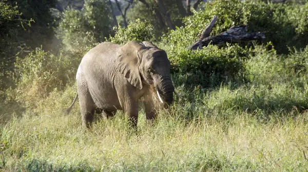 Kenya Ulusal park vahşi yaşam filler