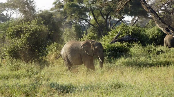 Elefantes Salvajes Parque Nacional Kenia — Foto de Stock