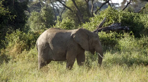 Kenya Ulusal park vahşi yaşam filler