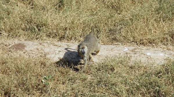 Kenya Ulusal Parkı savana vahşi yaşam maymun