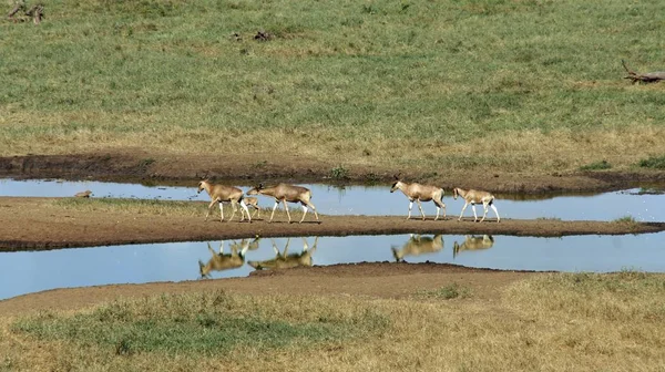 Impala Dzikiego Życia Savanna Kenijski Park Narodowy — Zdjęcie stockowe