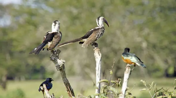 Wild Leven Rode Gefactureerde Neushoornvogel Vogels Uit Kenia — Stockfoto
