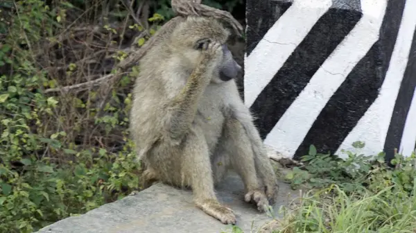 Babuino Salvaje Sabana Del Parque Nacional Kenia — Foto de Stock