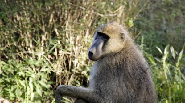 Дикий Живой Бабуин Саванне Национального Парка Кении — стоковое фото