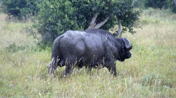 Wild Lebende Büffel Kenianischer Savanne — Stockfoto