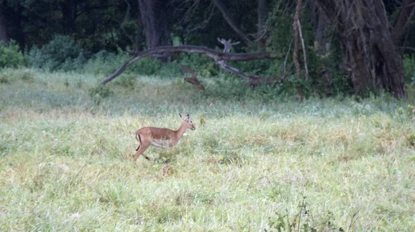 ケニアのサバンナで野生生活ガゼル — ストック写真