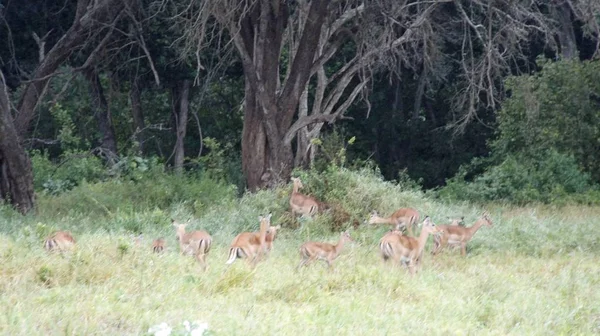 Gazela Viva Selvagem Savana Kenya — Fotografia de Stock