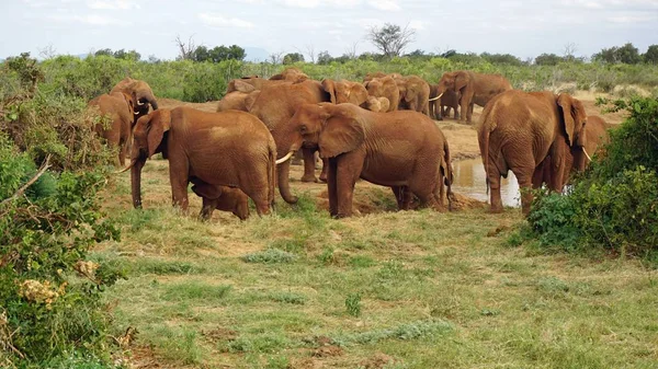 Kenya Ulusal park vahşi yaşam filler