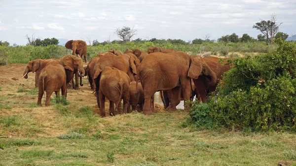 Kenya Ulusal park vahşi yaşam filler