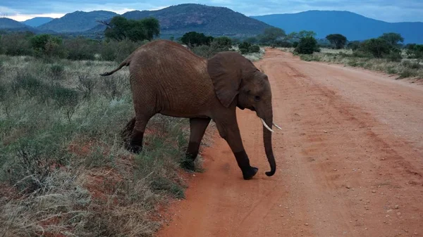 Wilde Lebende Elefanten Einem Kenianischen Nationalpark — Stockfoto