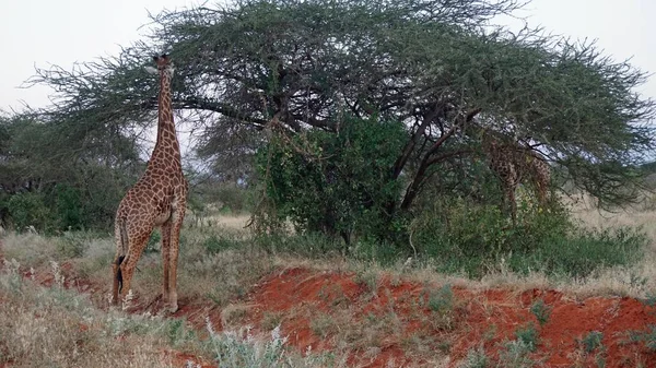 Wilde Lebende Giraffe Einem Nationalpark Keya — Stockfoto