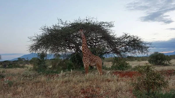 Wilde Lebende Giraffe Einem Nationalpark Keya — Stockfoto