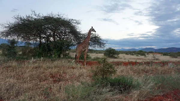 Wilde Lebende Giraffe Einem Nationalpark Keya — Stockfoto