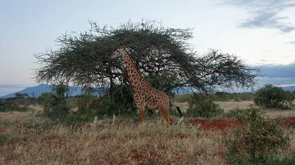 Wilde Lebende Giraffe Einem Nationalpark Keya — Stockfoto