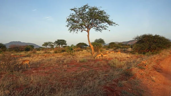 Kenya Ulusal Parkı savana vahşi yaşam Impala