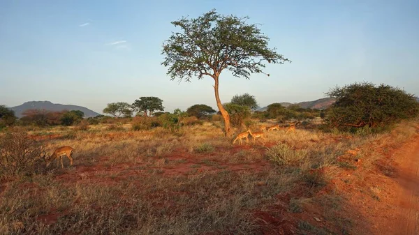 Άγρια Διαβίωσης Impala Στη Σαβάνα Της Κένυας Εθνικό Πάρκο — Φωτογραφία Αρχείου
