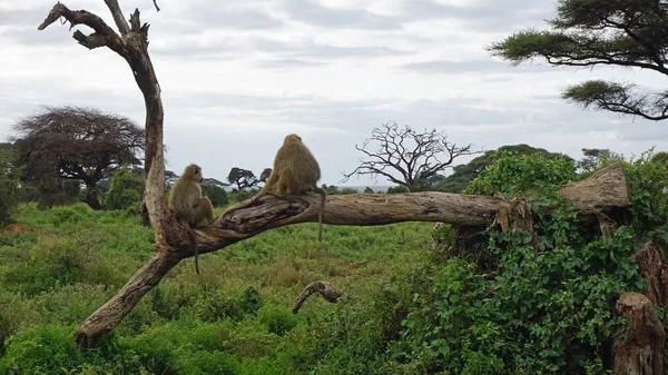 Kenya Ulusal Parkı savana vahşi yaşam maymun