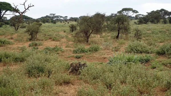 Dziki Życia Pawiana Savanna Kenijski Park Narodowy — Zdjęcie stockowe