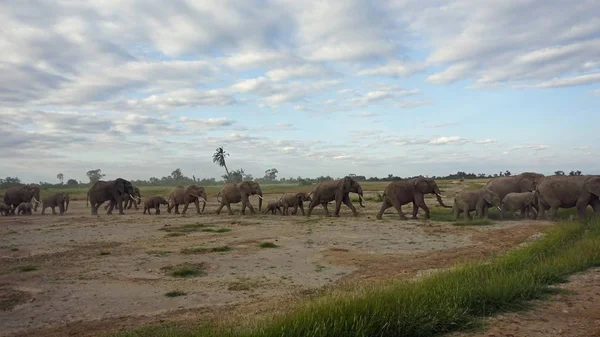 Kenya Ulusal Park Vahşi Yaşam Filler — Stok fotoğraf