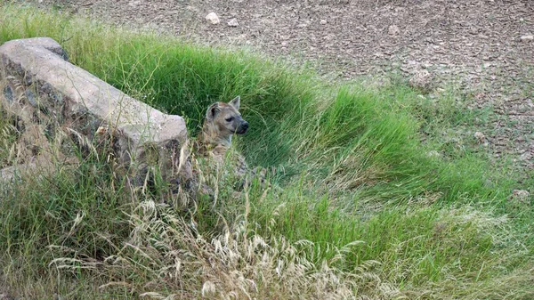 Kenya Ulusal Parkı savana vahşi yaşam sırtlan