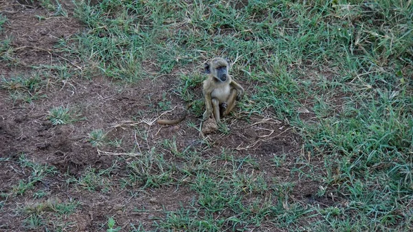 Babouin Vivant Sauvage Dans Savane Parc National Kenyan — Photo