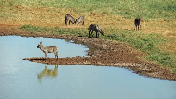 Kenya Ulusal Parkı savana vahşi yaşam Impala
