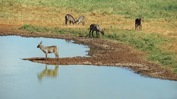 Impala Vivant Sauvage Dans Savane Parc National Kenyan — Photo