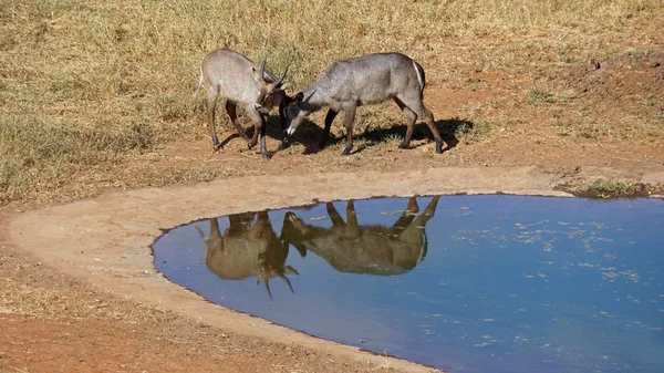 Wild Levende Antelope Keniaanse Natuurreservaat — Stockfoto