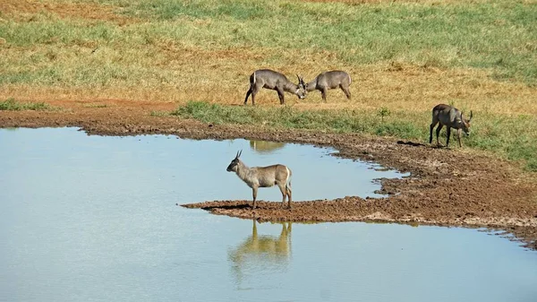 Impala Vivant Sauvage Dans Savane Parc National Kenyan — Photo