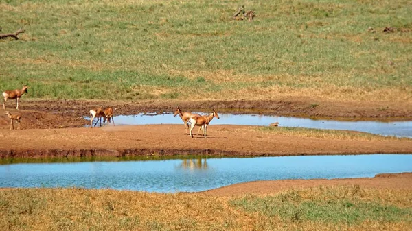 Bouc Eau Vivant Sauvage Dans Savane Parc National Kenya — Photo