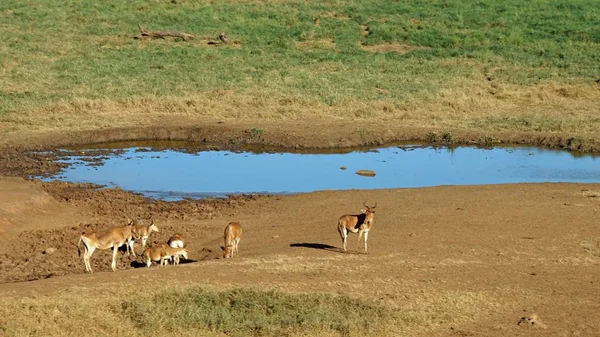 Impala Vivant Sauvage Dans Savane Parc National Kenyan — Photo