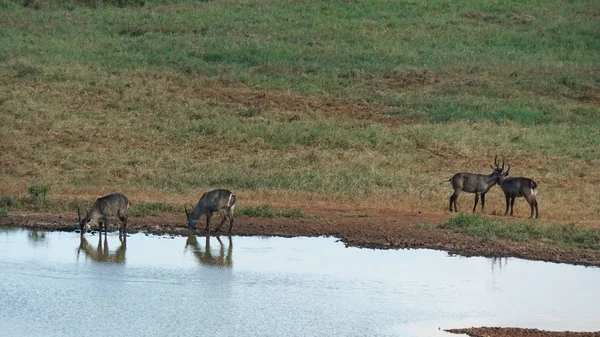 Kenya Ulusal Parkı savana vahşi yaşam Impala