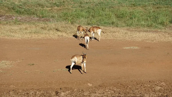 kenya ulusal parkta savana vahşi yaşam waterbuck