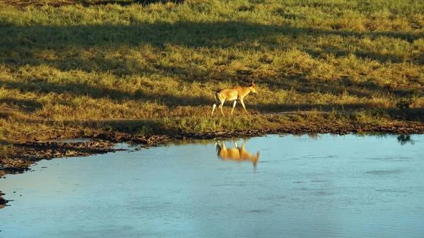 kenya ulusal parkta savana vahşi yaşam waterbuck