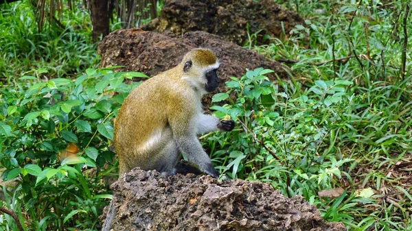 ケニアの国立公園のサバンナの野生の生活猿 — ストック写真