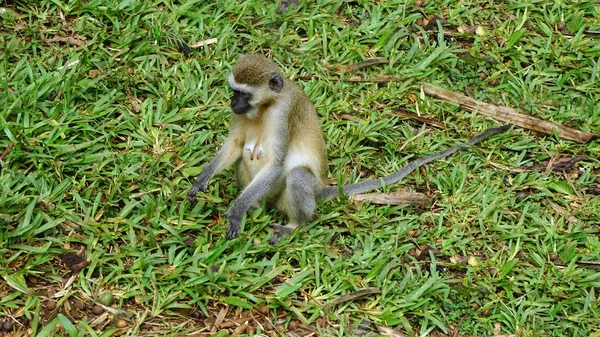 Άγρια Ζωή Μαϊμού Στη Σαβάνα Της Κένυας Εθνικό Πάρκο — Φωτογραφία Αρχείου