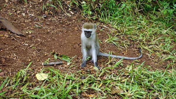 Stock image wild living monkey in the savanna of kenyan national park