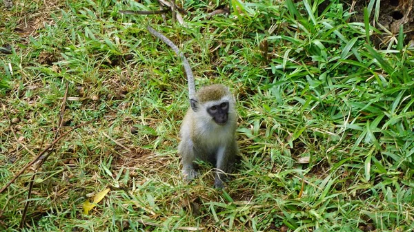 ケニアの国立公園のサバンナの野生の生活猿 — ストック写真